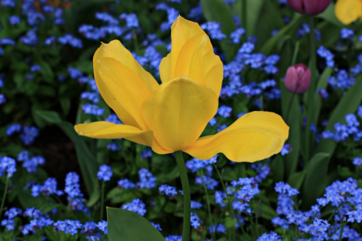 el tulipán amarillo