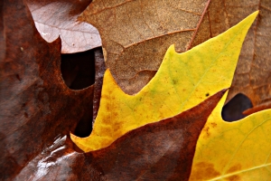 puzzle de hojas